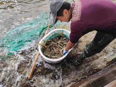山東萬(wàn)芝園食用菌科技南蝦越冬生產(chǎn)再獲豐收，趨勢(shì)資產(chǎn)管理助推國(guó)企高質(zhì)量發(fā)展